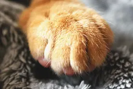 掉毛季即将来临，赶紧跟着橙友推荐的去浮毛好物列表准备起来图片