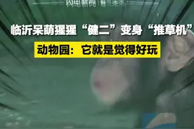 临沂呆萌猩猩“健二”变身“推草机”  动物园：它就是觉得好玩图片