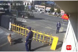 金毛犬迷路跑进消防队，“蓝朋友”发布招领启事，结局很温暖图片