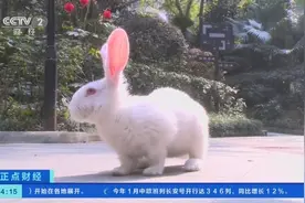 “宠托师”火了！上门喂养宠物，有人短短几天，收入数千元图片