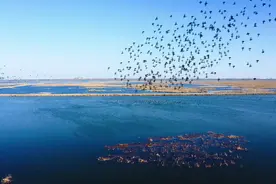 修复湿地生态 加大保护力度 衡水湖鸟类达到333种图片