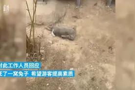 园方回应大批兔子死亡：游客私自投喂，有人甚至喂变质菜叶图片