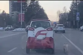 大爷开代步车在机动车道慢行遛狗，交警：双重违法图片