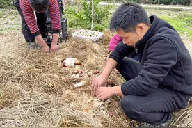 阳春返乡创业青年成功试种“中科一号红松茸”图片