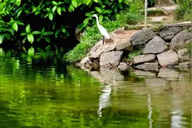 第27个“世界湿地日”，湿地保护法律法规“话你知”图片