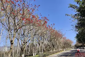 市州观察丨 西昌开通环邛海旅游专线  全程7元即可环游图片