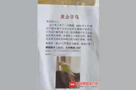 南宁有人重金寻鸟：她将鹦鹉送回，拒绝万元酬谢图片