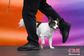 这地明确，弃宠重罚！图片