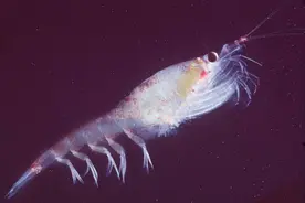 这个小小的透明生物，或成人类最后的动物蛋白质来源图片