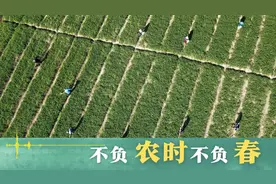 不负农时不负春图片