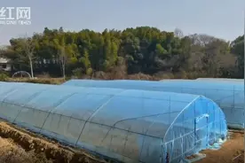 新春走基层｜樟树港辣椒：育苗正当时 春耕按下“快进键”图片