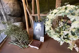 驻美国大使馆对旅美大熊猫“乐乐”离世感到痛心！将协助善后图片