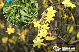 立春至，你“咬春”了吗？马兰头荠菜登上餐桌，春卷皮又迎来高光时刻图片