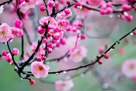 今日立春：立春不等于入春 全国这些地方春风将至图片