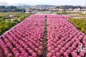 百亩花海X国潮汉服，来三水大塘玩转最岭南图片