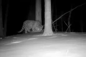 东北豹连续三次出镜图片