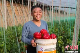 （新春走基层）大棚里忙出“好年景” 山西屯留五彩椒带来多彩生活图片