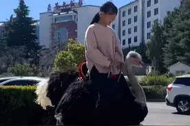 云南小女孩骑鸵鸟上学！网友们炸锅了图片