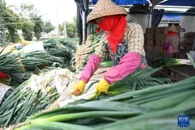 福建漳浦：大葱丰收季图片