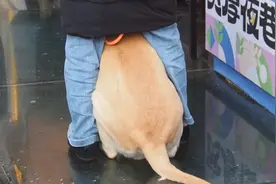 果然视频|济南街头搞笑一幕：萌犬撒娇要玩具不买就不走图片