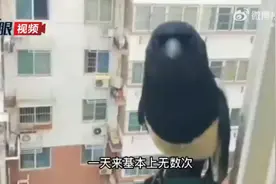 喜鹊蹭饭四个月不忘打包给媳妇视频封面