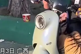 动物园工作人员骑电动车，前面蹲着一只用绳子牵着的老虎图片