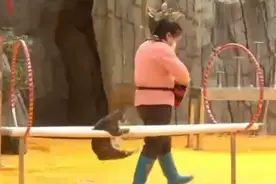 流浪猫被海洋馆收养，表演双杠赚小鱼干 网友：靠实力赚来的编制图片