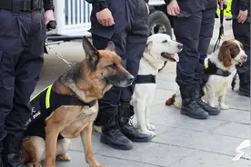安保队伍里的“小明星”！警犬首次亮相聊城古城区参与安保执勤图片