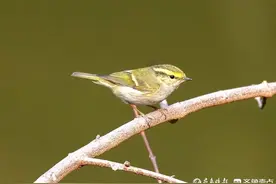 这种小鸟太可爱,高速连拍捕捉它!-柳莺鸟图片