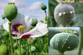 春回大地，在花坛种罂粟“当菜吃”？使不得！还有这些毒品原植物也别碰！图片