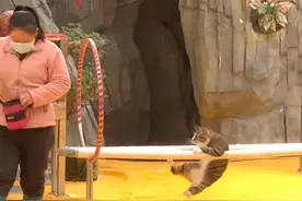 流浪猫被海洋乐园收养正式“入职”：每天卖艺表演挣小鱼干，如今成头号明星图片