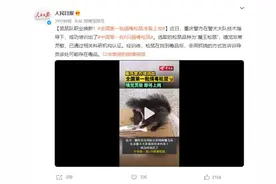 鼠鼠队来了！全国第一批缉毒松鼠准备上岗图片