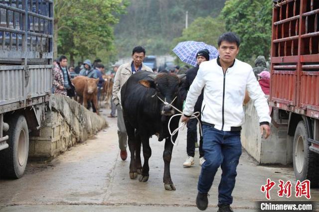 中越边境“千年牛市”交易回暖