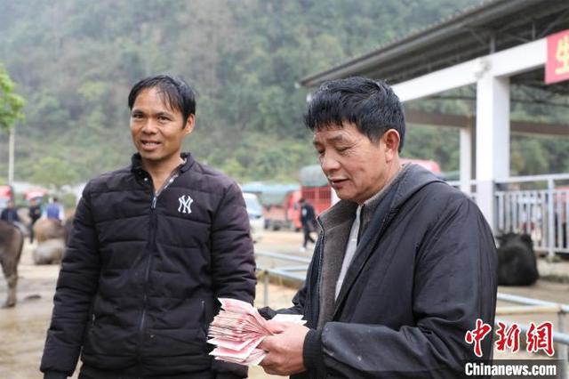 中越边境“千年牛市”交易回暖