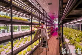 河北正定塔元庄：“会种菜”变“慧种菜”图片