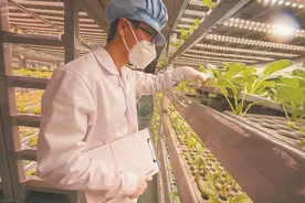 永春：“植物工厂”带动农业产业多元化、科学化发展图片