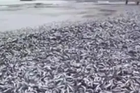 实拍日本沙滩惊现大量沙丁鱼：密密麻麻一片，当地政府：不要碰！图片