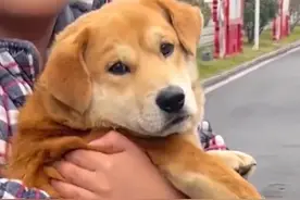 委屈巴巴！小狗踩到捕兽夹被困5天后逃回家，主人抱着求助消防员图片