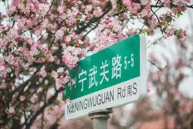 夜读丨生命是一树花开图片