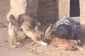 萌娃回老家钻狗窝枕着鸡睡，网友：完美解释“鸡犬不宁”图片