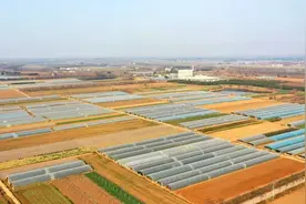 【新春走基层】李埠镇：合作社带领菜农奔向乡村振兴之路图片