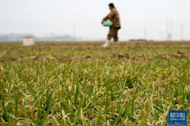 各地陆续进入春耕时节 广袤田野生机勃勃图片