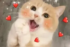 上海人，身份证照片可以在家用手机拍摄、上传了！如何操作→图片