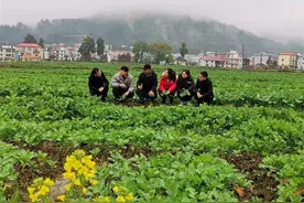 江西莲花：万亩油菜基地管护忙图片