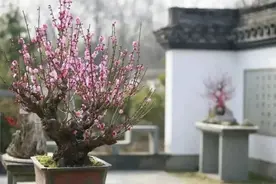 梅花正当时！“浙”些赏梅胜地，你最想去哪里打卡？图片