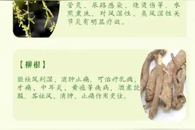 浑身都是宝！看看你不知道的柳树用药价值图片