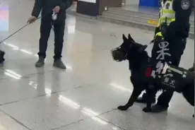 当小狗狗遇到了警犬后，这表现的太真实了！图片
