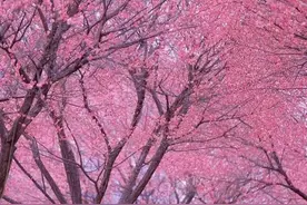 超出片！待到春花烂漫时，你在丛中笑图片