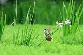 作家在线|余江炎：春早图片