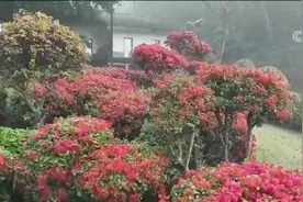 福建厦门：三角梅花迎春开 满城春色惹人醉图片